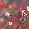 D40x_8939