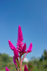 秋の空に向って