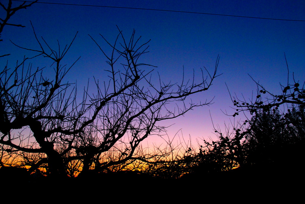 D40x_8091