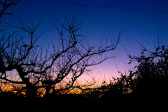 D40x_8091