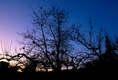 D40x_8081