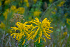 セイタカアワダチソウ①