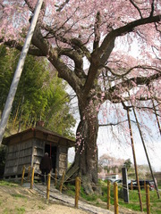 紅枝垂地蔵桜