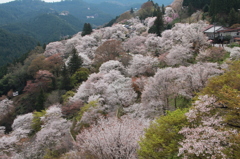 吉野