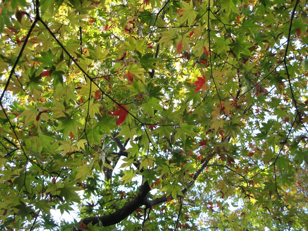 紅葉（弥彦）