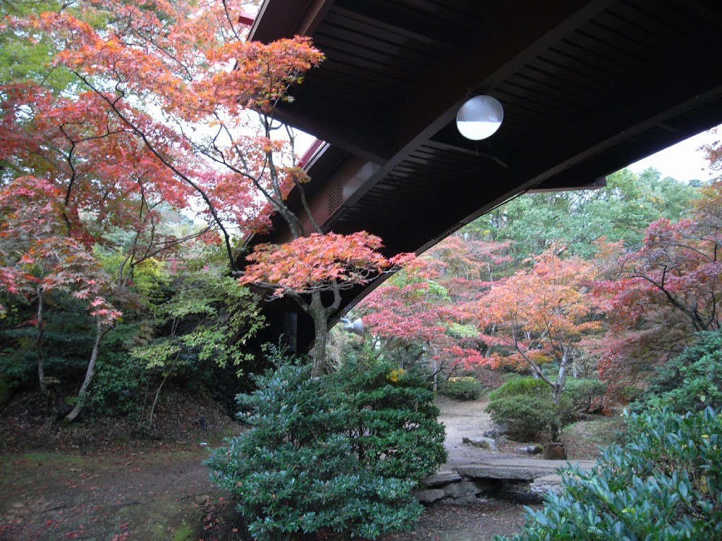 弥彦　もみじ谷の紅葉