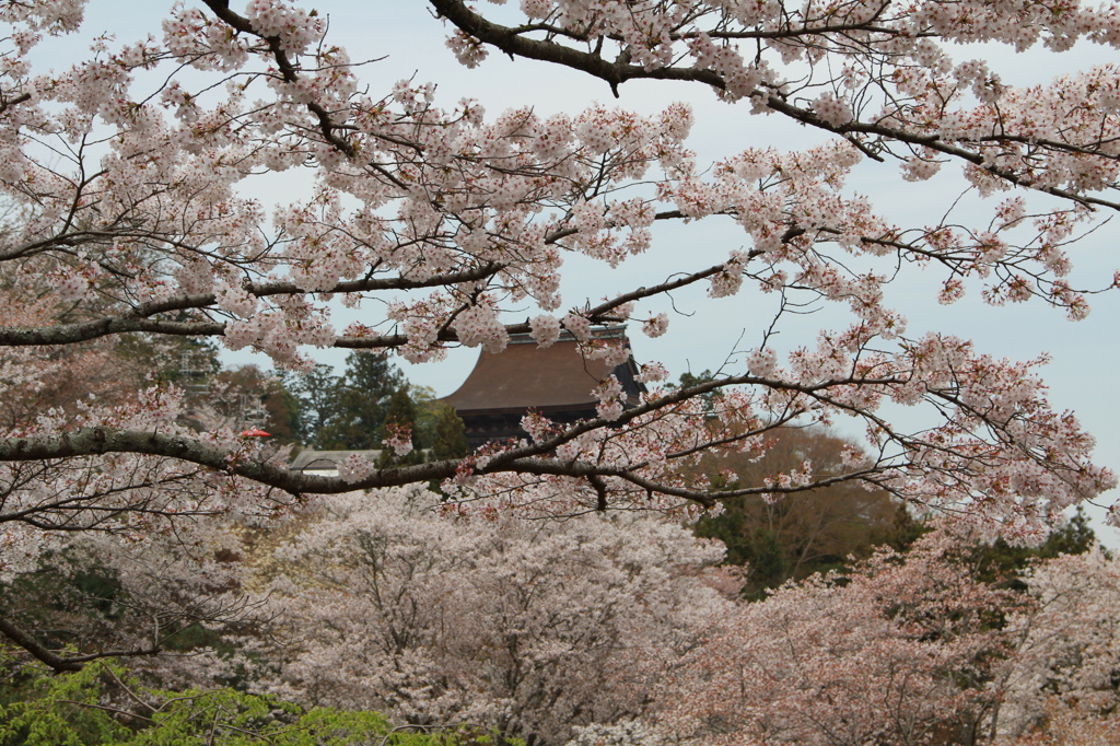 吉野