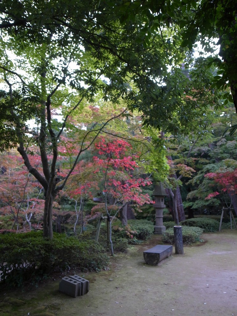 やっと紅葉