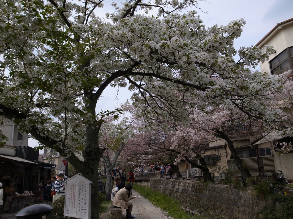 京都哲学の道