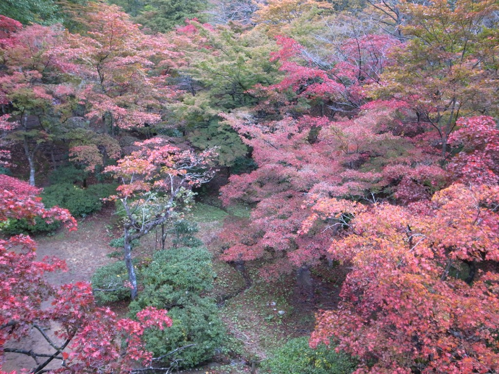 弥彦　もみじ谷の紅葉