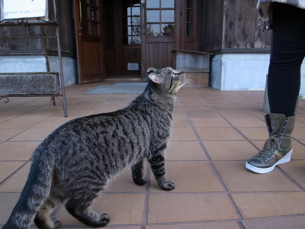 ねこ