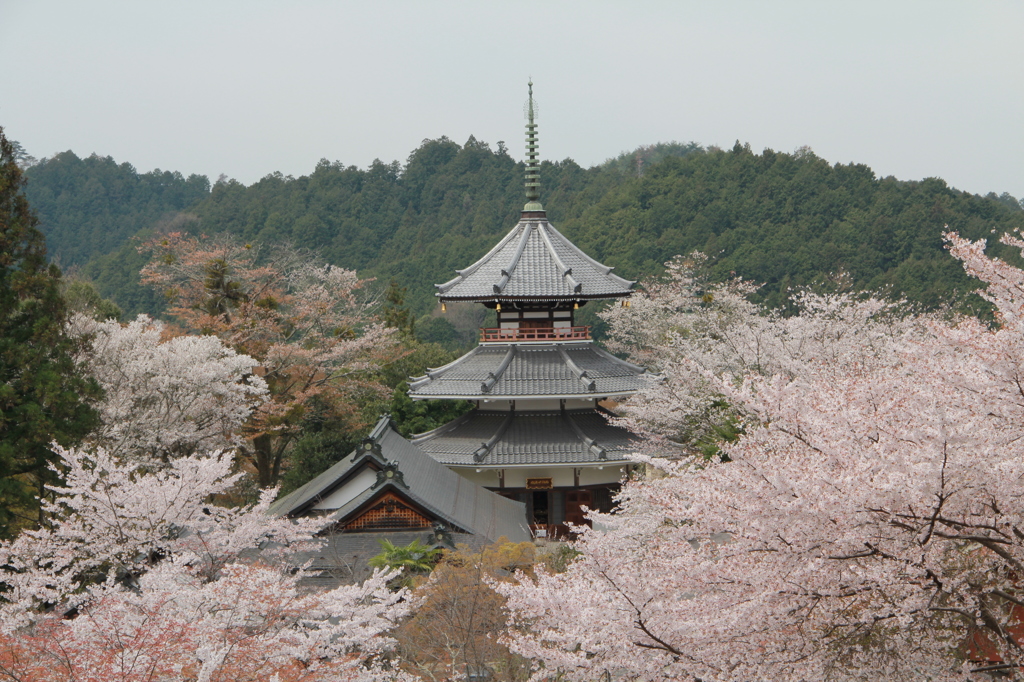 吉野