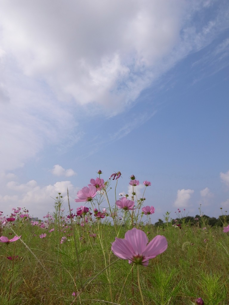 新潟市鳥屋野