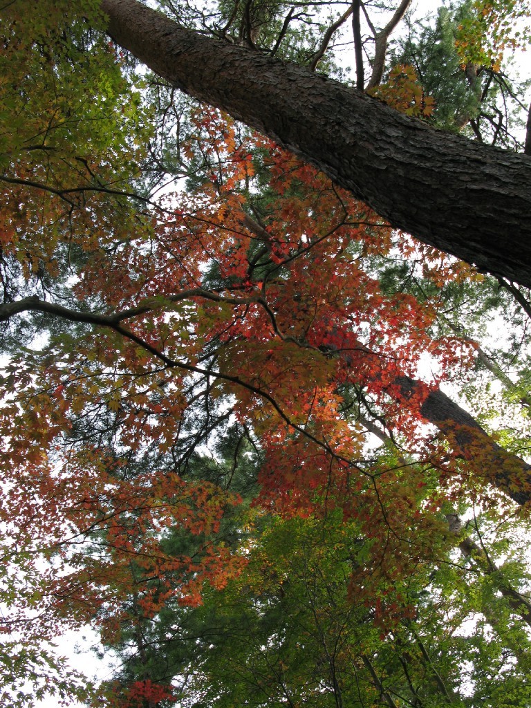 紅葉