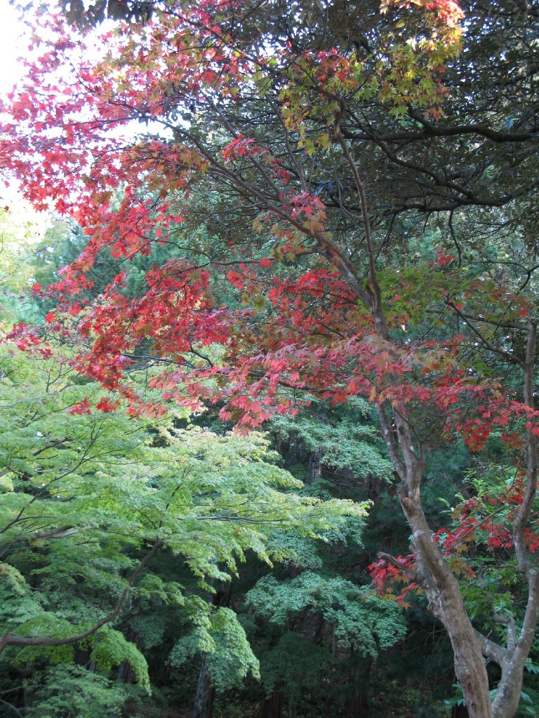 紅葉（弥彦）
