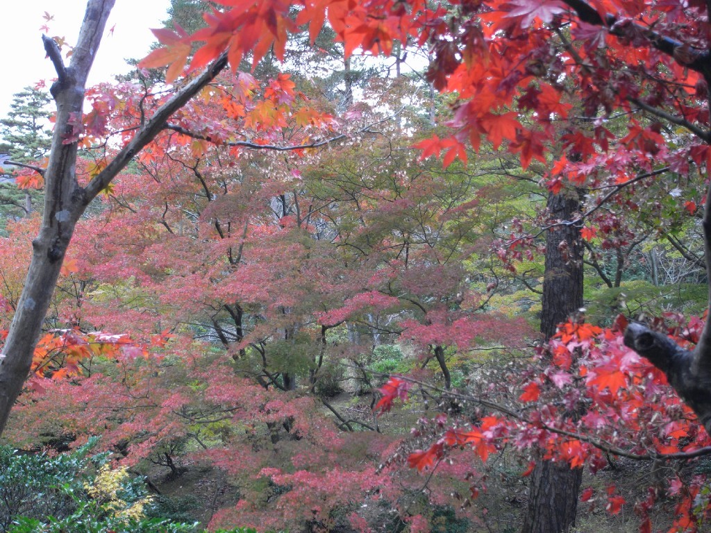 弥彦　もみじ谷の紅葉