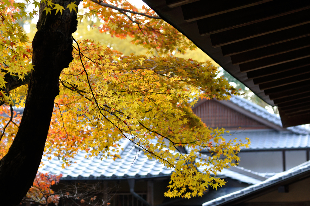 光明禅寺