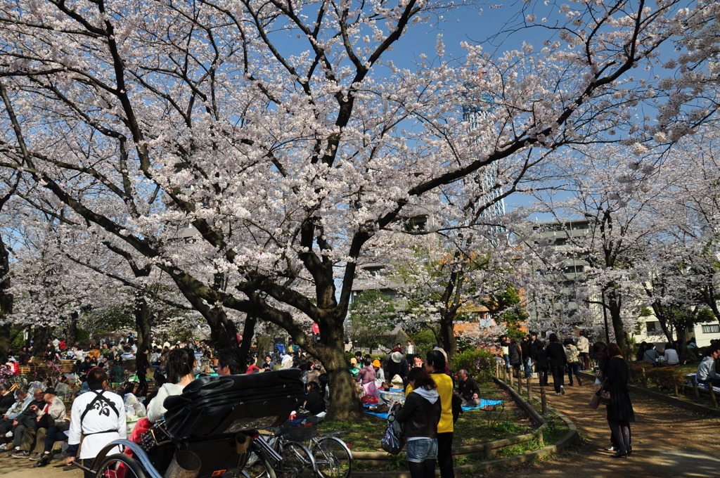 桜観賞