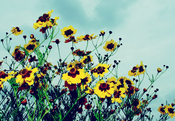 flower