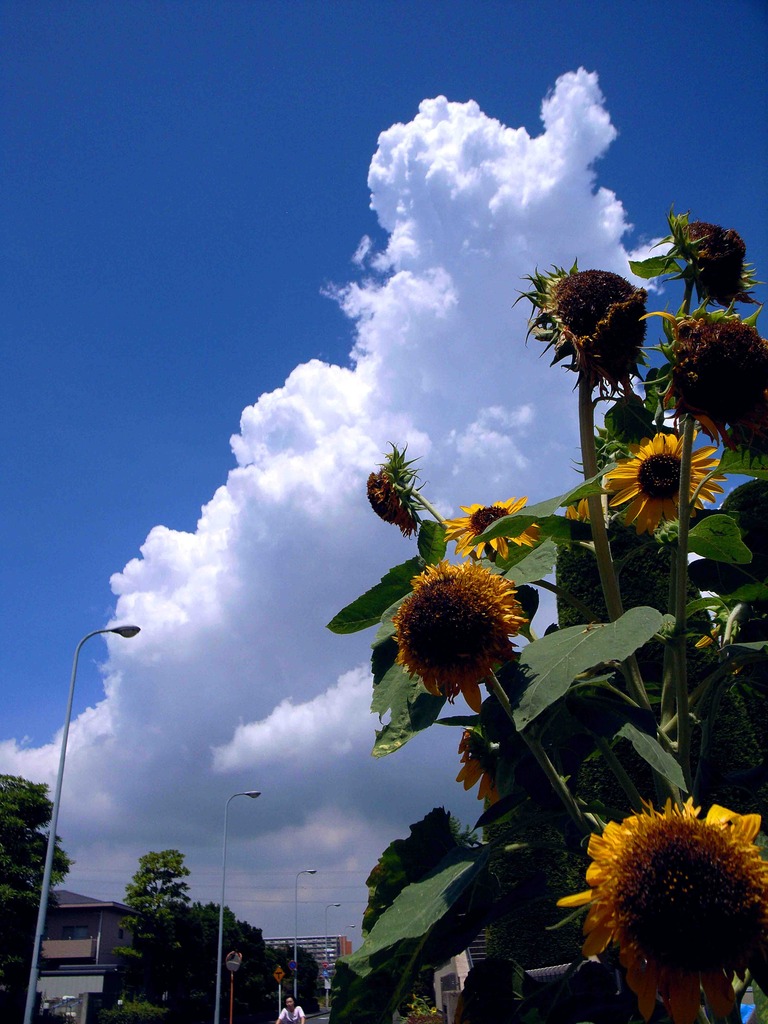 Thunder cloud & sunflower