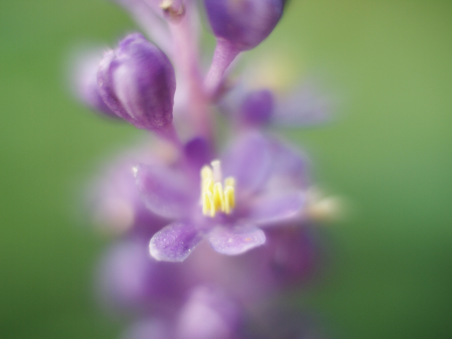flowers - reverse
