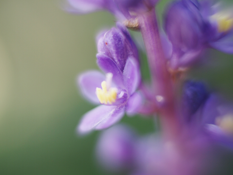 flowers - reverse