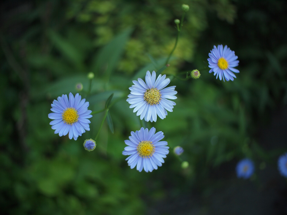 flowers