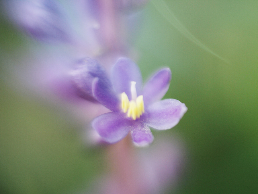 flowers - reverse