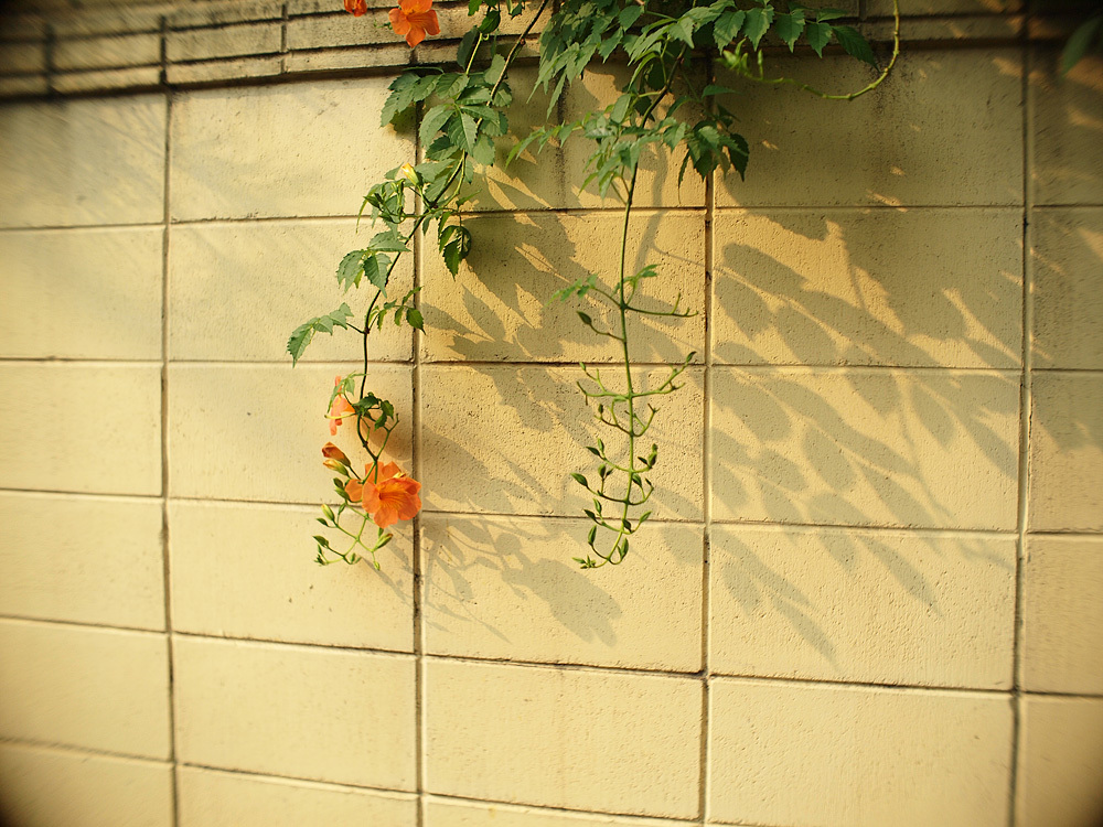 wall & flowers 