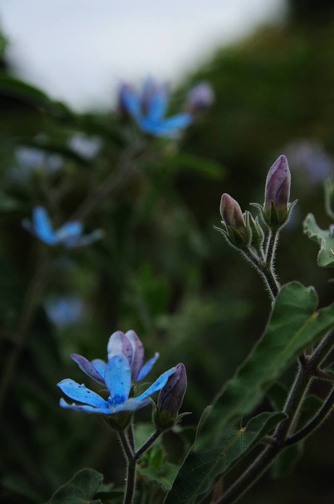 cerulean blue