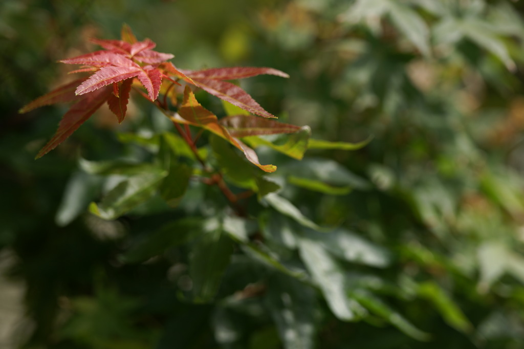 紅葉みたいなもの