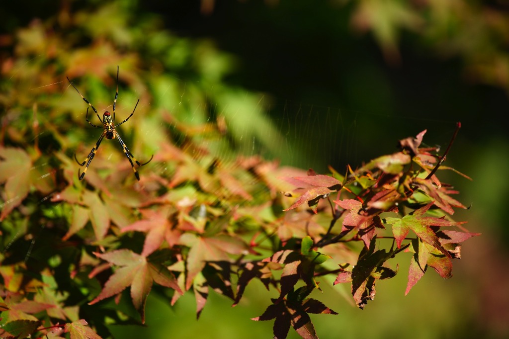 蜘蛛と紅葉
