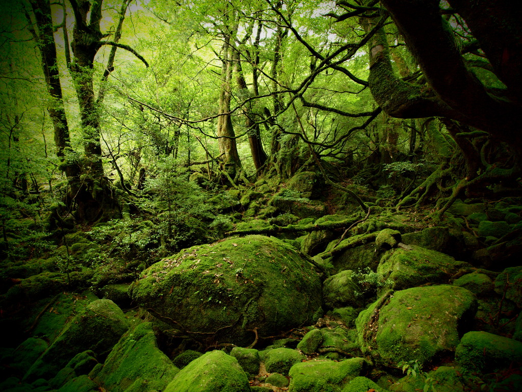 苔生す森