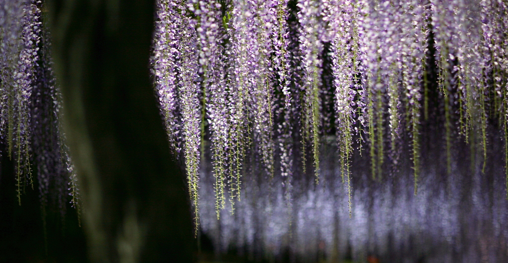 曼荼羅寺公園　夜の藤