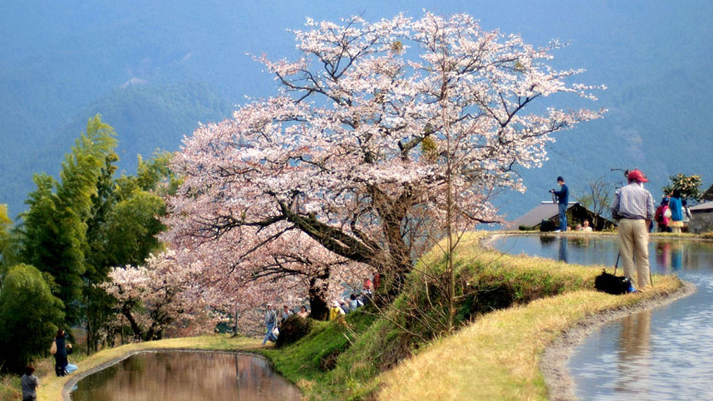 三多気の桜