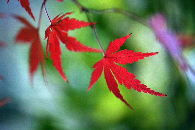 紅葉（東山植物園）