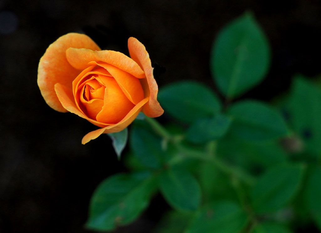 Autumn Rose