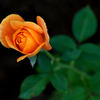 Autumn Rose