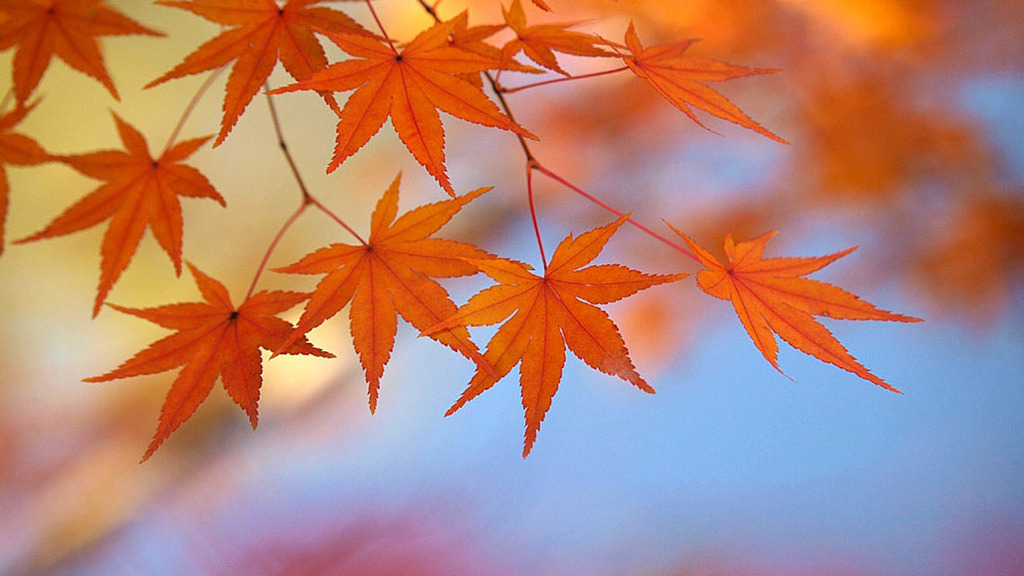 紅葉（東山植物園）