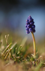 FLORA