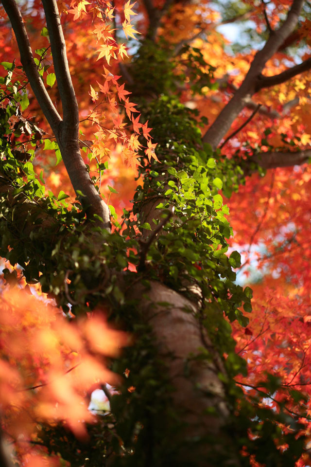 東山植物園　紅葉
