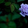 Autumn Rose