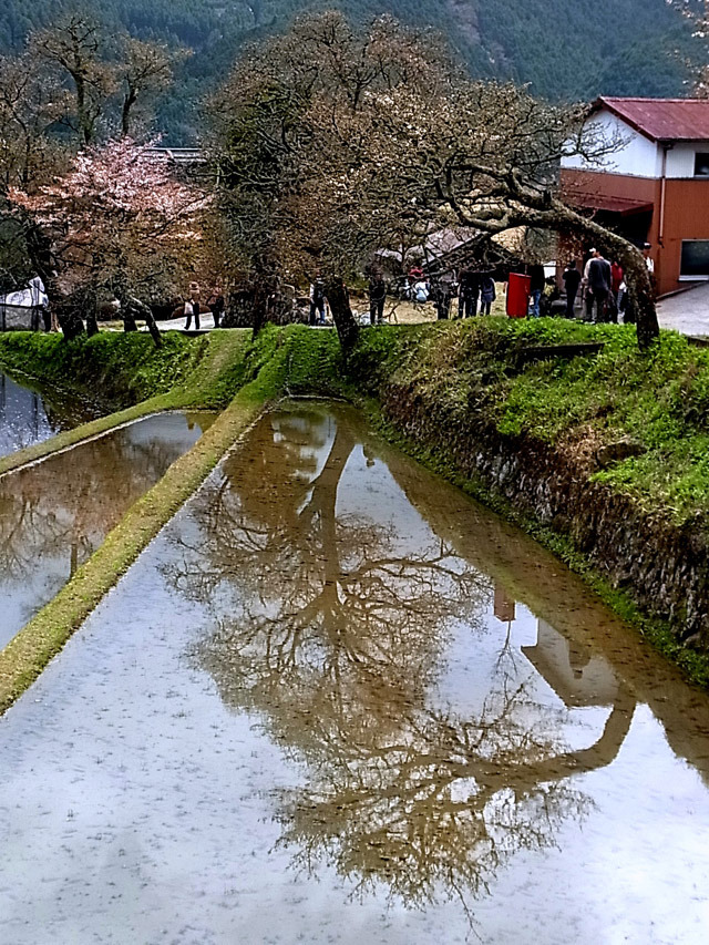 美杉の桜