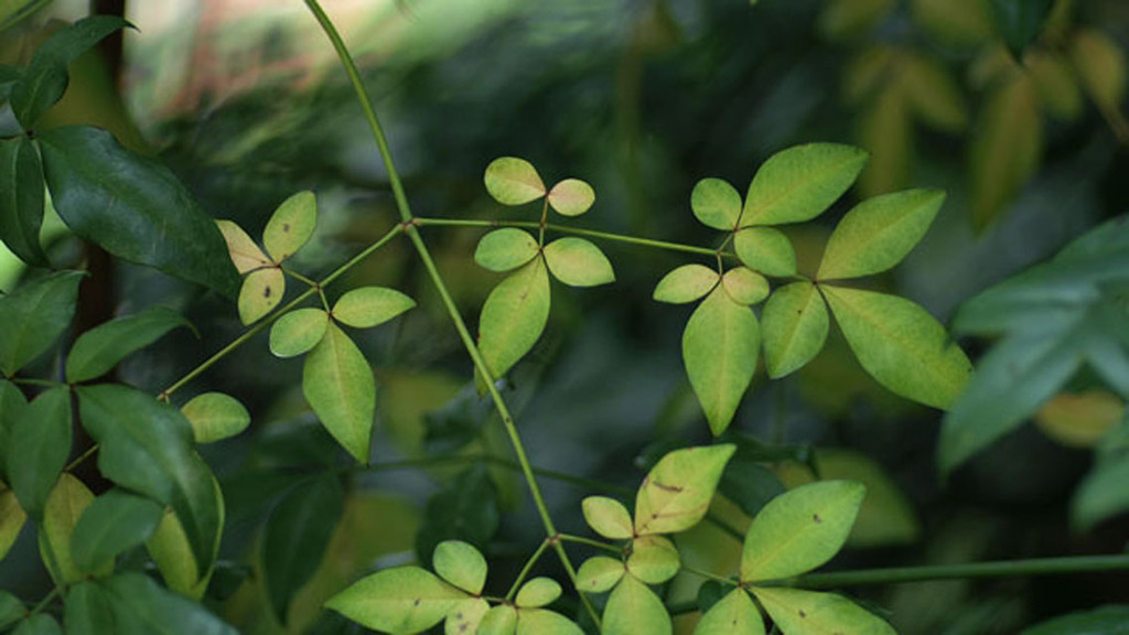 葉の色気（東山植物園）