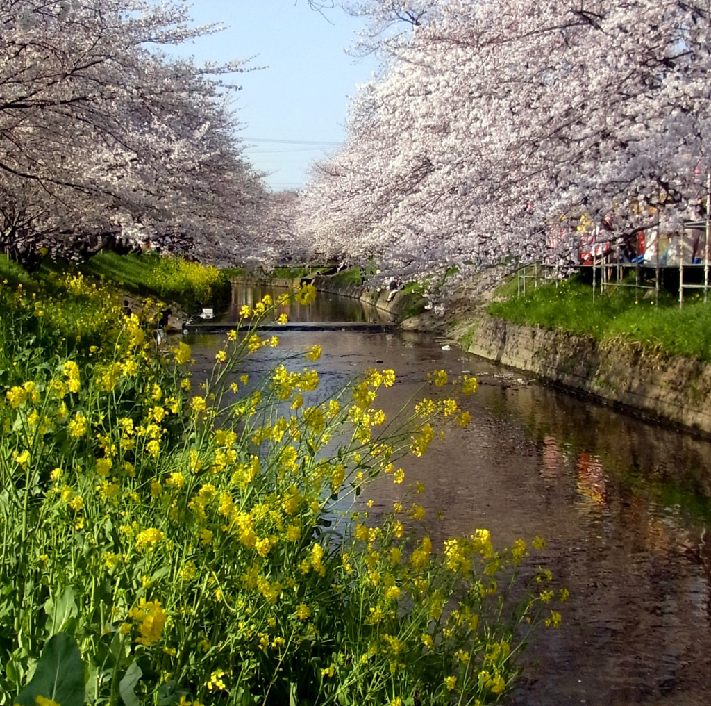愛知県岩倉市五条川の桜
