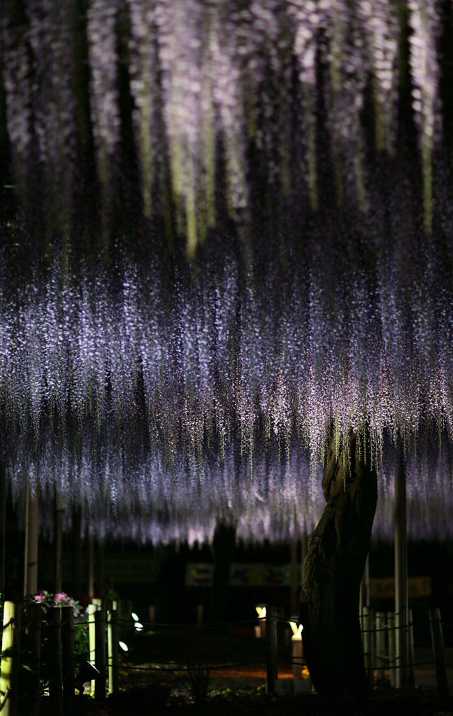 曼荼羅寺公園　夜の藤