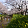 愛知県岩倉市五条川の桜