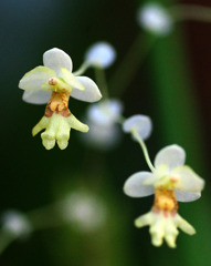 2010-0105 東山植物園 温室