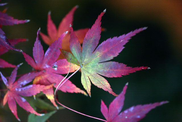 東山植物園　紅葉