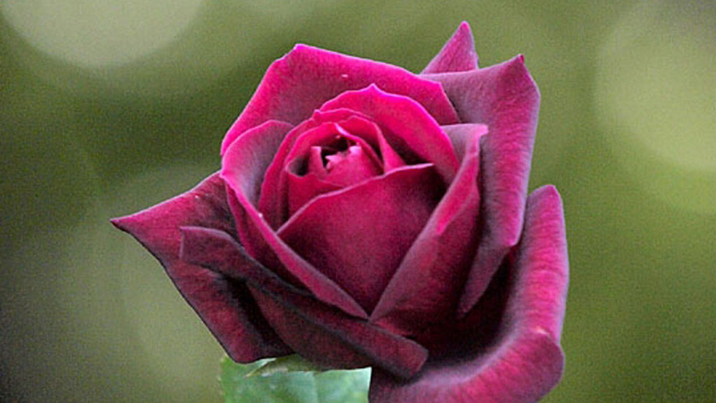253425_Oxdpf